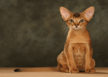 Abyssinian Cat, All You Need To Know About This Cat Breed