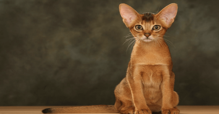 Abyssinian Cat, All You Need To Know About This Cat Breed