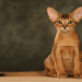Abyssinian Cat, All You Need To Know About This Cat Breed