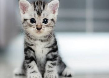 Affordable Cat Breeds for Beginners