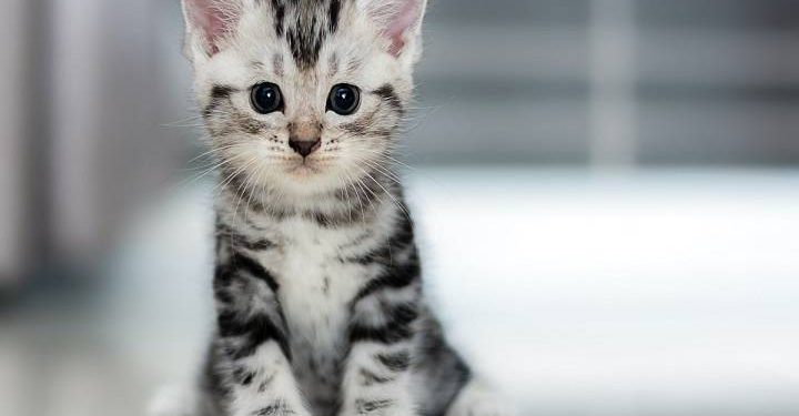 Affordable Cat Breeds for Beginners
