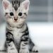 Affordable Cat Breeds for Beginners