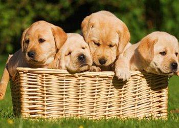 Affordable Dog Breed for Beginners You Can Own Anytime