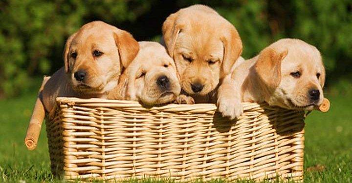 Affordable Dog Breed for Beginners You Can Own Anytime
