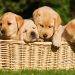 Affordable Dog Breed for Beginners You Can Own Anytime