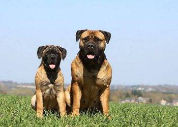 All You Need to Know About Bullmastiff Dogs