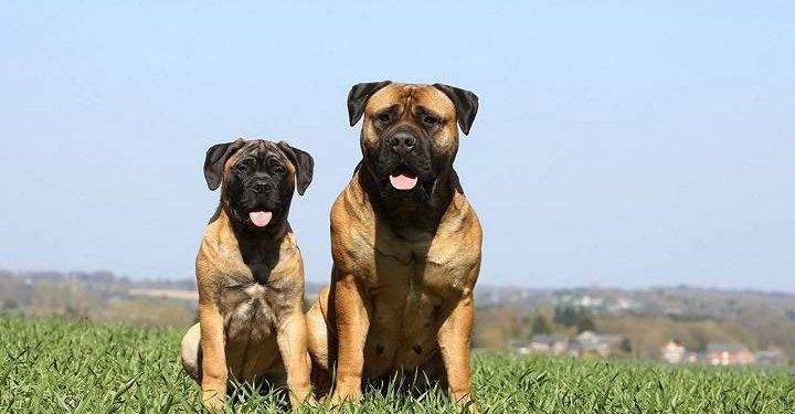 All You Need to Know About Bullmastiff Dogs