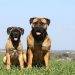 All You Need to Know About Bullmastiff Dogs