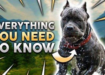 All You Need to Know About Cane Corso Dogs