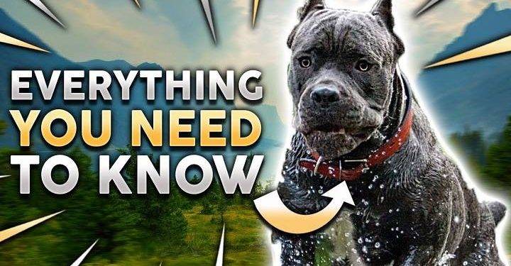 All You Need to Know About Cane Corso Dogs