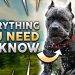 All You Need to Know About Cane Corso Dogs
