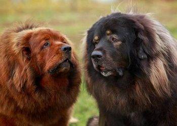 All You Need to Know About Tibetan Mastiffs
