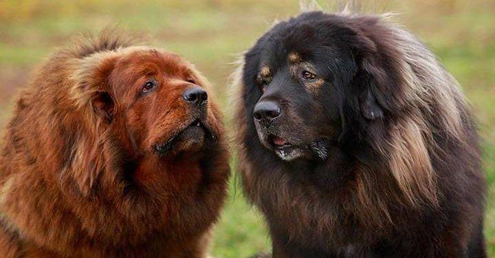 All You Need to Know About Tibetan Mastiffs