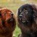 All You Need to Know About Tibetan Mastiffs